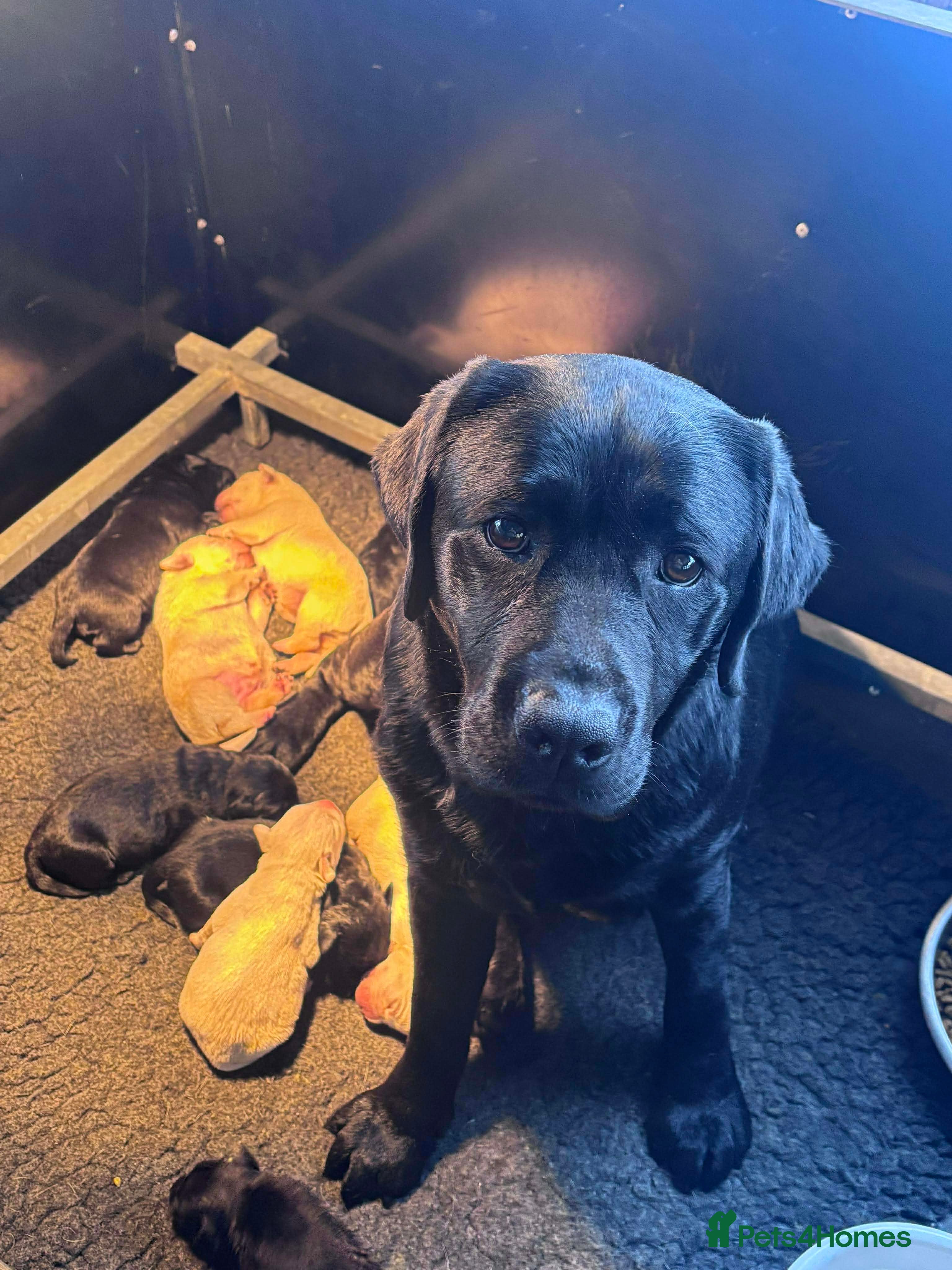 Labrador Retriever dogs  Kc reg Show type labrador puppies  - Advert 1