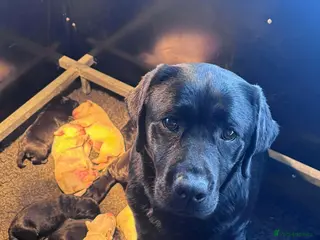 Labrador Retriever dogs Kc reg Show type labrador puppies - Advert 3