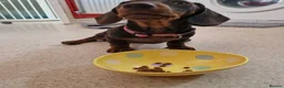 Miniature Dachshund dogs for sale: Only 1 female puppy left now  - Advert 7