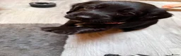 Cocker Spaniel dogs for sale: Beautiful Cocker Spaniel Puppies  - Advert 5