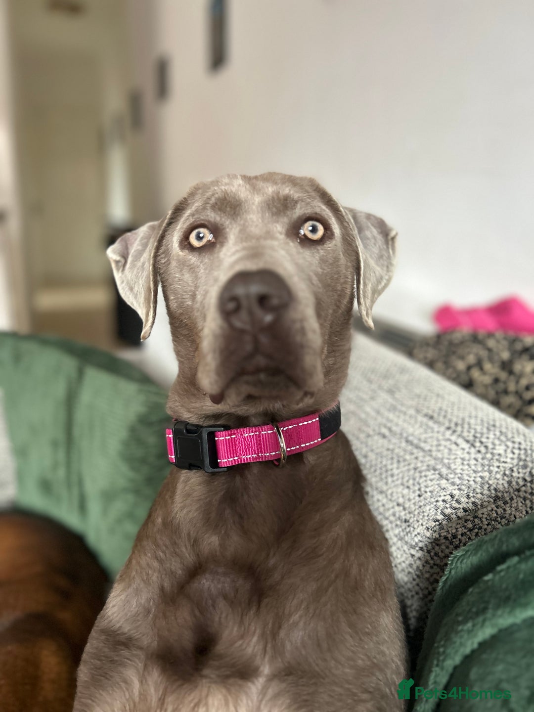 Mixed Breed dogs for sale: 2 gorgeous girls - Image 7