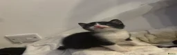 Mixed Breed cats for sale: Beautiful black and white kittens - Advert 14