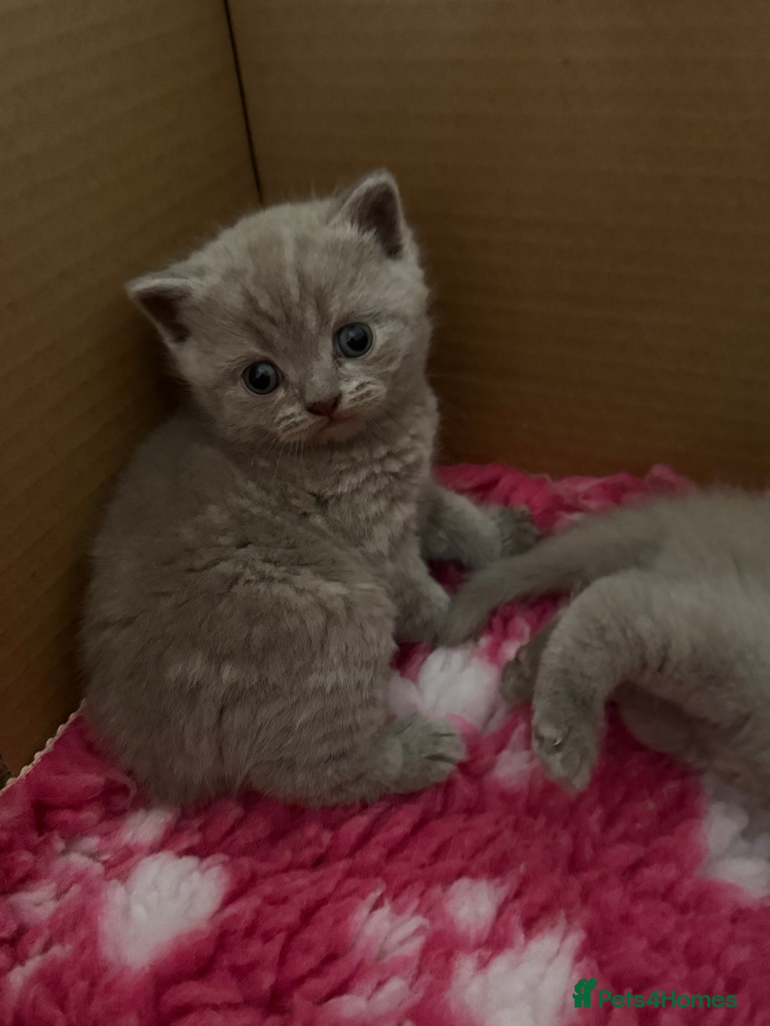 British Shorthair cats for sale: GCCF registered lilac kittens  - Image 10