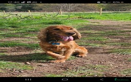 Cocker Spaniel dogs for stud: Free Show Cocker Spaniel Stud - Image 1