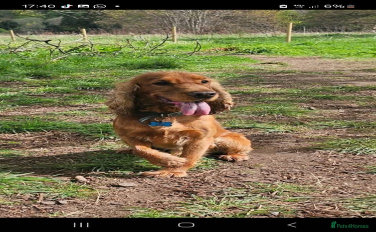 Cocker Spaniel dogs - Advert 5
