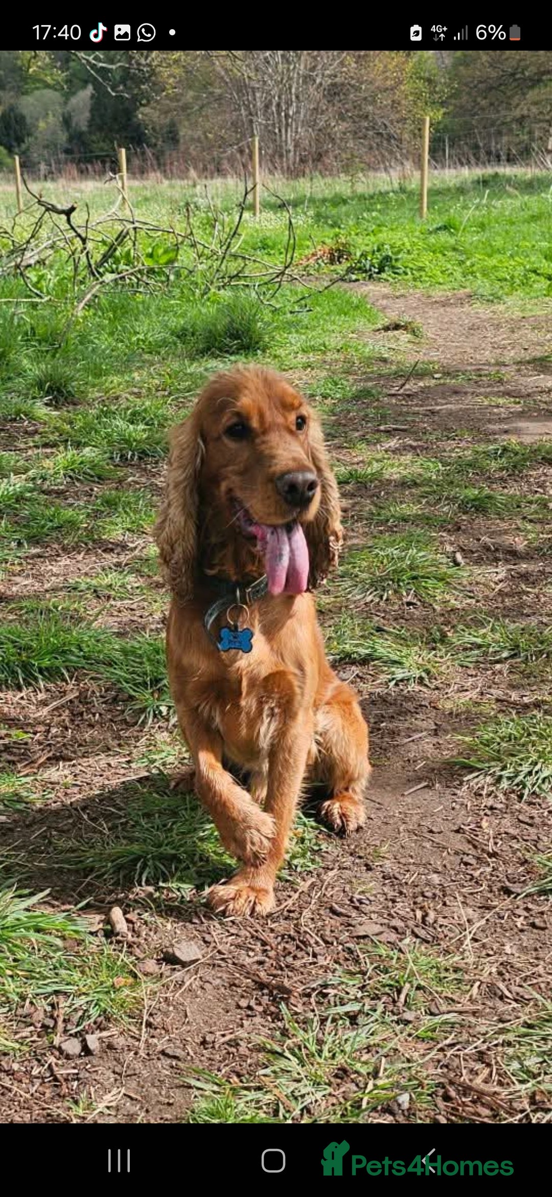 Cocker Spaniel dogs for stud: Free Show Cocker Spaniel Stud - Image 1