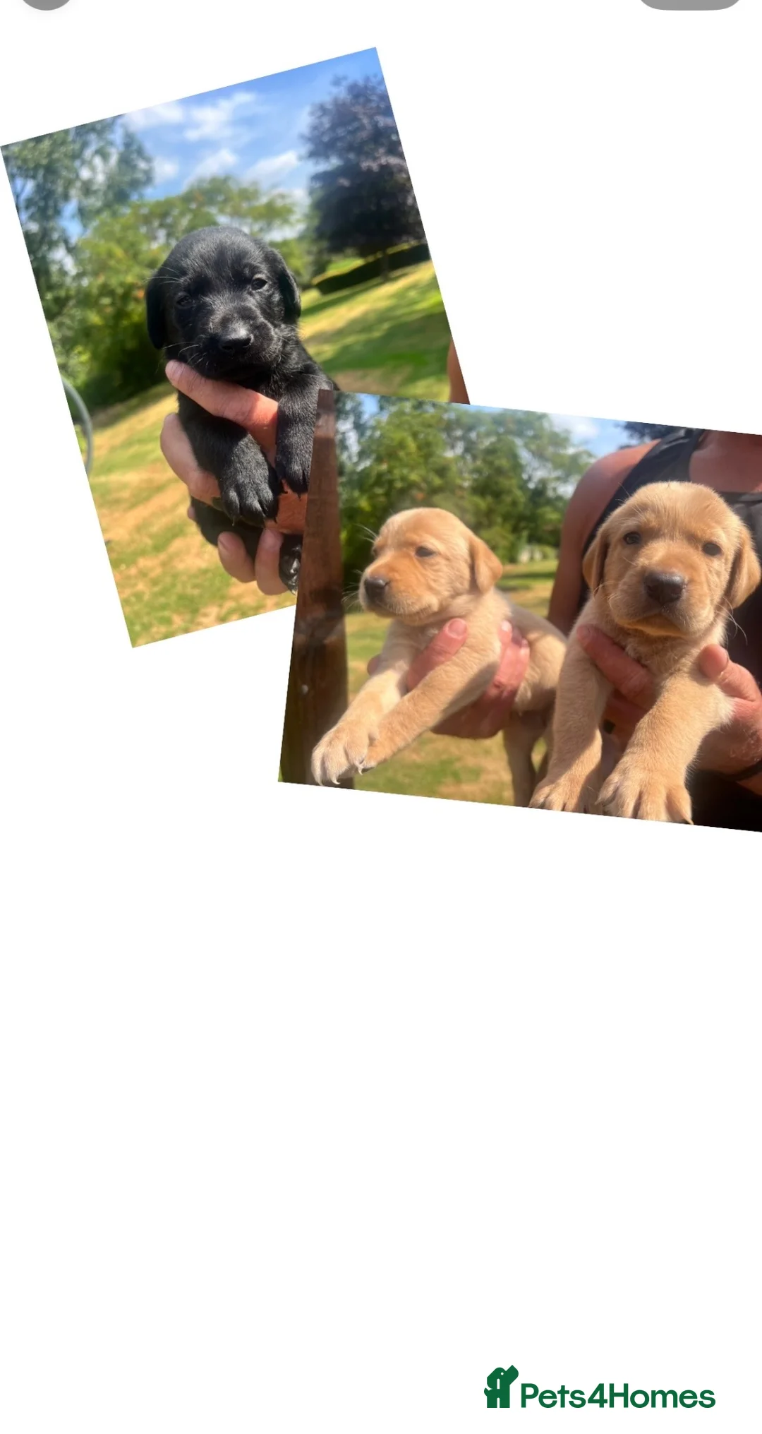 Labrador Retriever dogs for sale: *READY NOW* BLACK YELLOW LABRADOR HEALTH TESTED - Advert 2