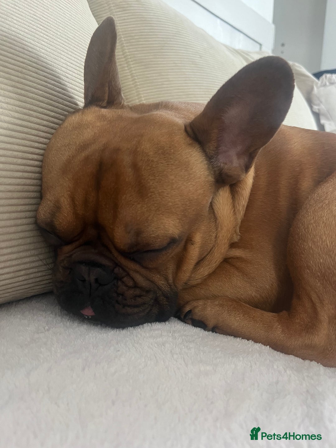French Bulldog dogs for stud: KC REG FAWN STUD ⭐  - Advert 5