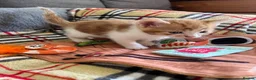 Mixed Breed cats for sale: Kittens for Sale £160 - Advert 15