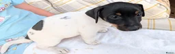 Jack Russell dogs for sale: Jack Russell Puppies for Sale - Advert 19