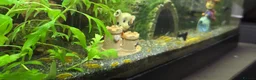 Shrimps fish for sale: 2x fully stocked shrimp and guppy tanks - Advert 4