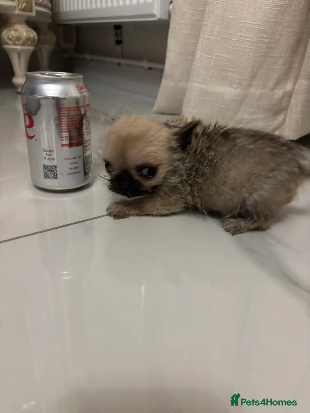 Chihuahua dogs for sale:  **  Chihuahua in Halstead - Advert 3