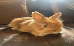 Lionhead rabbits for sale: Baby Lionhead x Angora Female Looking For New Home - Advert 20