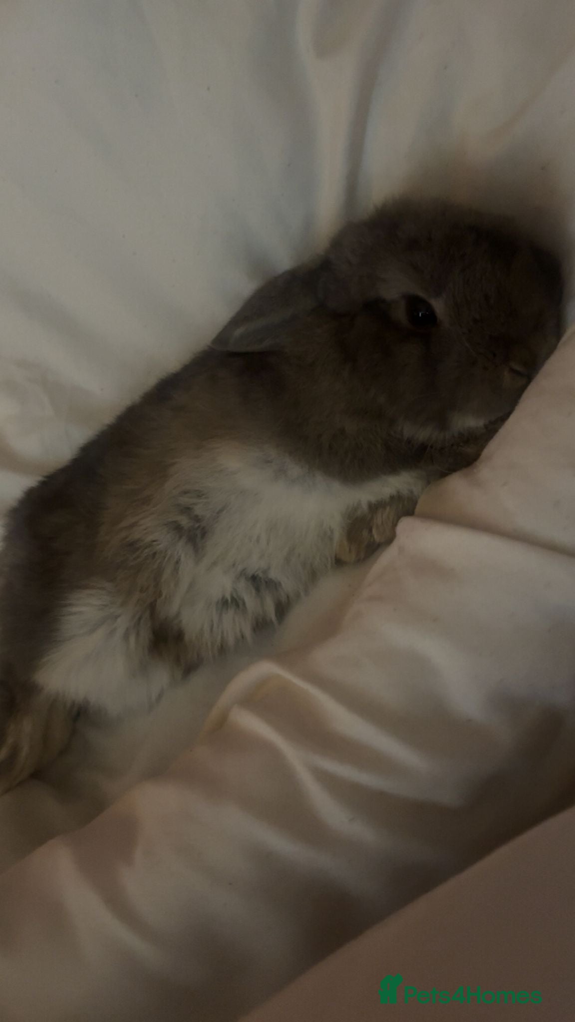 Dwarf Lop rabbits 2x male bunnies  - Advert 2