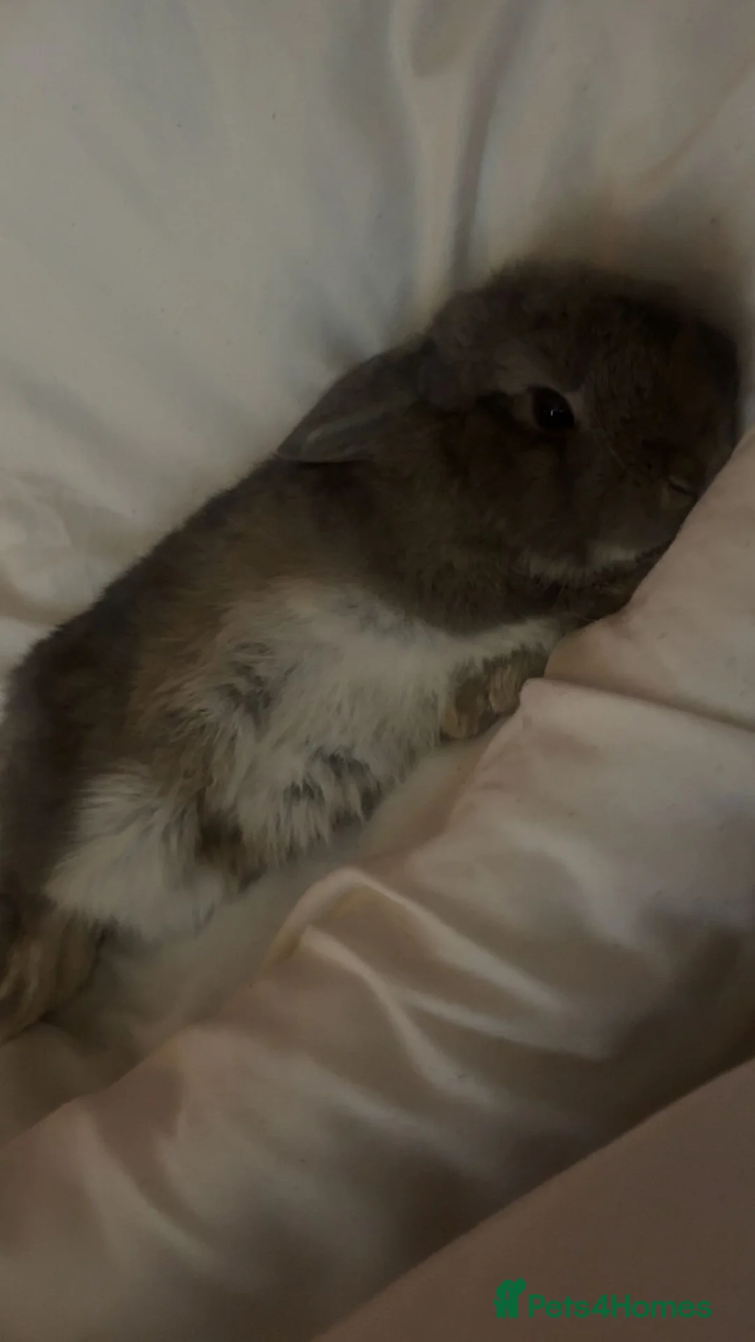 Dwarf Lop rabbits for sale: 2x male bunnies  in Durham - Advert 1