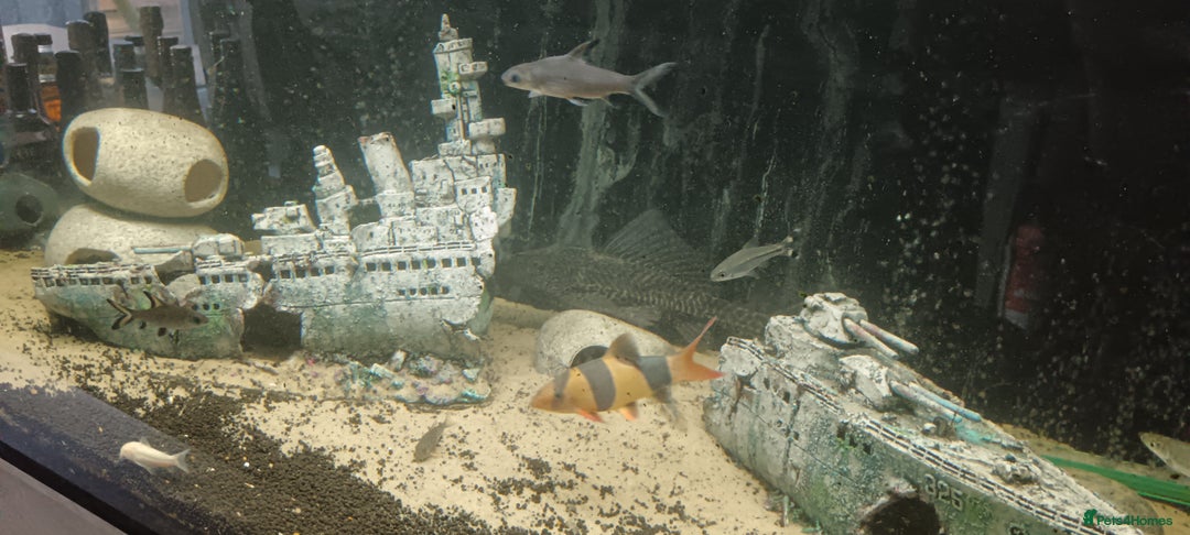 Other/Mixed Breed fish for sale: 5ft fish tank with fish - Image 17