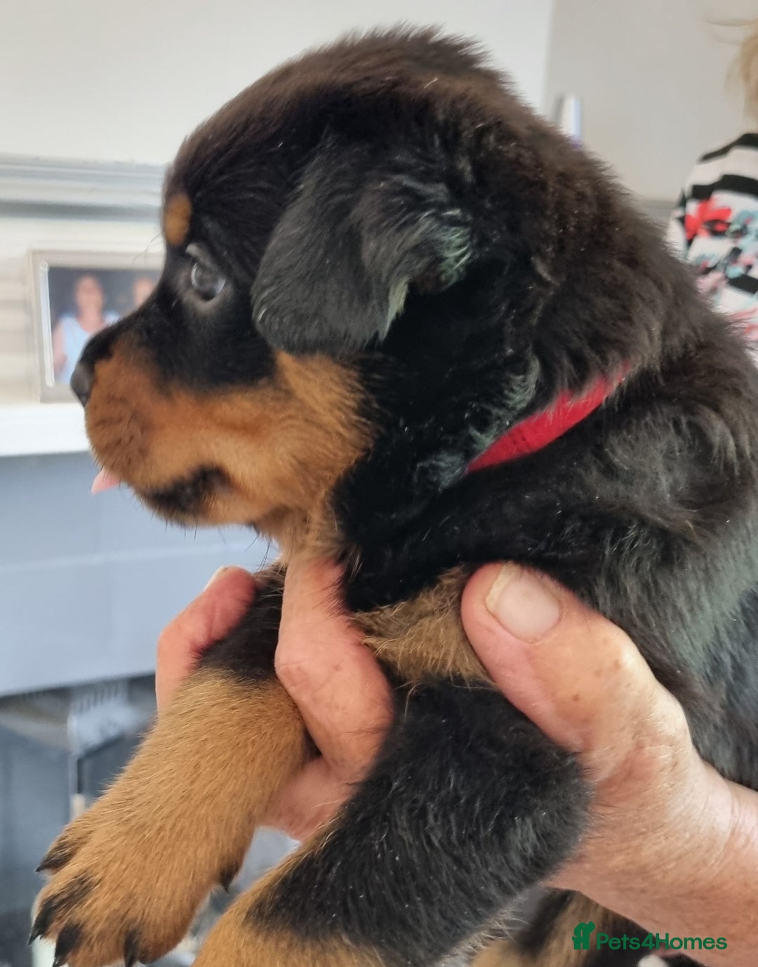 Rottweiler dogs for sale: 4 pups left, extensively health tested parents - Image 7