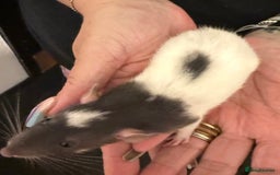 Rat rodents for sale: Beautiful Dumbo baby rats  - Image 13
