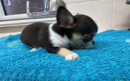 Chihuahua dogs for sale: Chihuahua  - Image 26