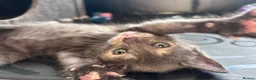 British Shorthair cats for sale: Stunning British short hair kittens - Advert 32