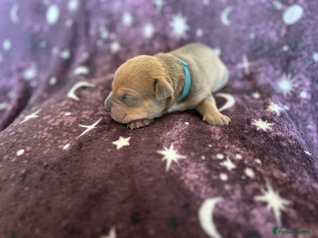 Mixed Breed dogs for sale: Cane Corso x Pocket Bully - Image 7