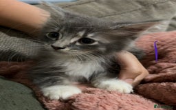 Mixed Breed cats for sale: 3 beautiful female kittens  - Image 8