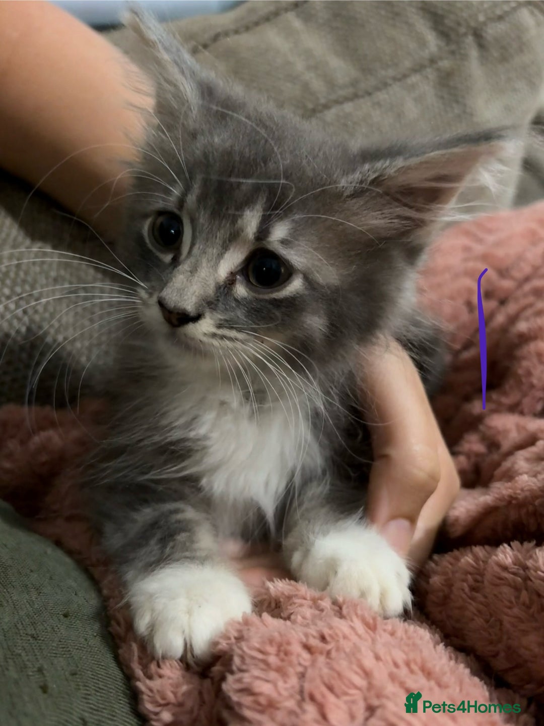 Mixed Breed cats for sale: 3 beautiful female kittens  - Image 8