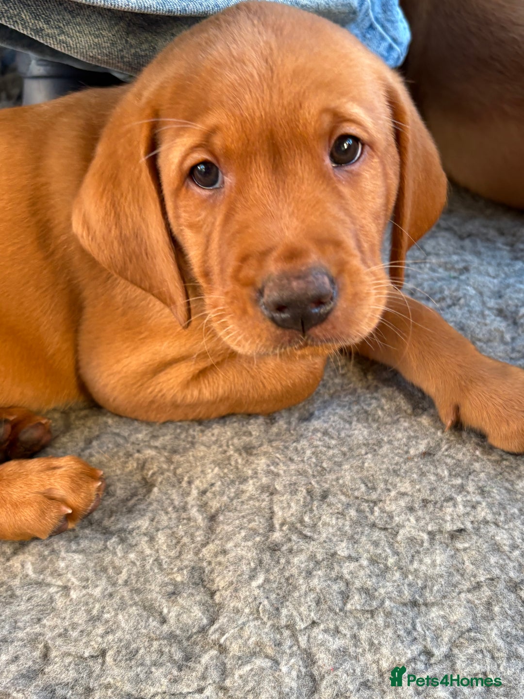 Labrador Retriever dogs for sale: Fox Red Labrador puppies Fully KC registered  - Image 7