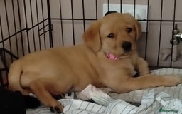 Labrador Retriever dogs for sale: Ready to leave 23rd Nov - Advert 6