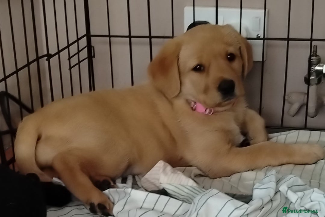 Labrador Retriever dogs for sale: Ready to leave 23rd Nov - Advert 6