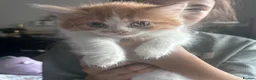 Mixed Breed cats for sale: Beautiful kittens  - Advert 2