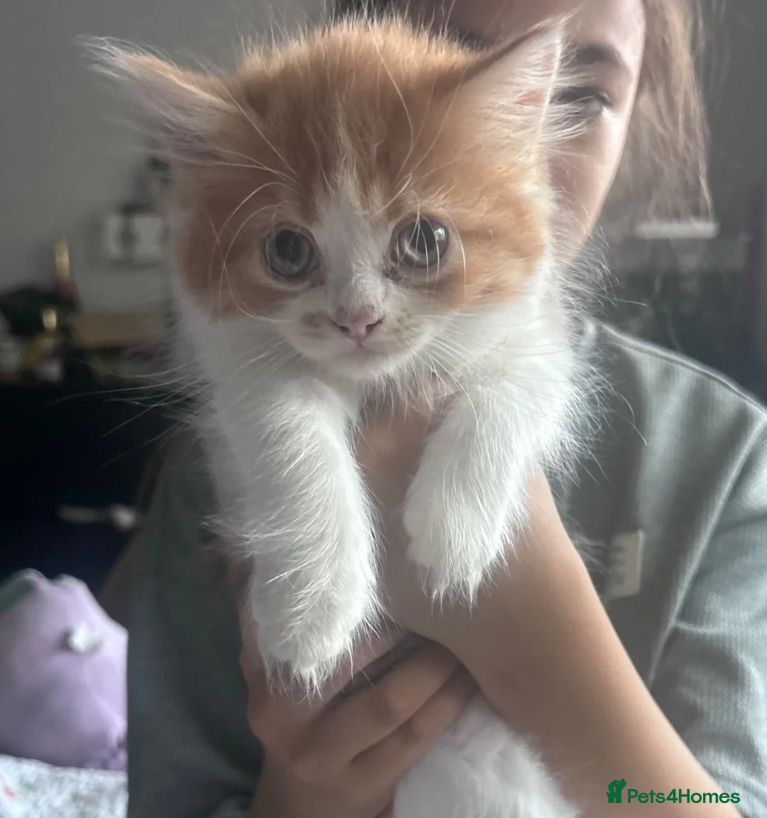 Mixed Breed cats for sale: Beautiful kittens  - Advert 2
