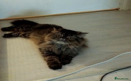 Persian cats for sale: Lovely boy rehoming  - Image 7
