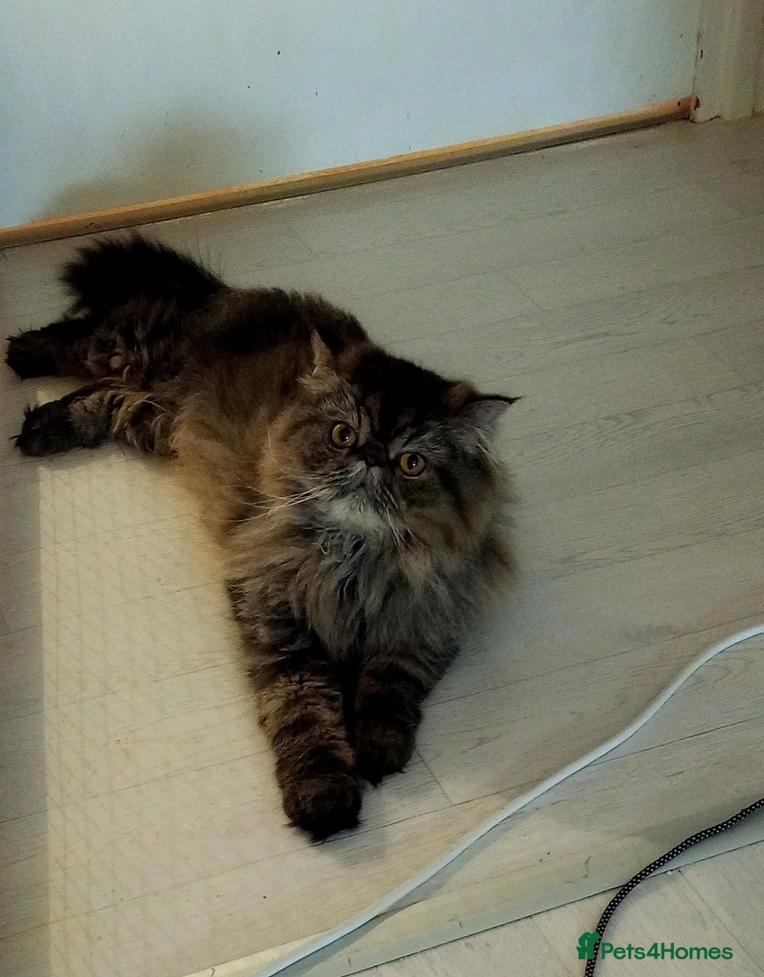 Persian cats for sale: Lovely boy rehoming  - Image 7