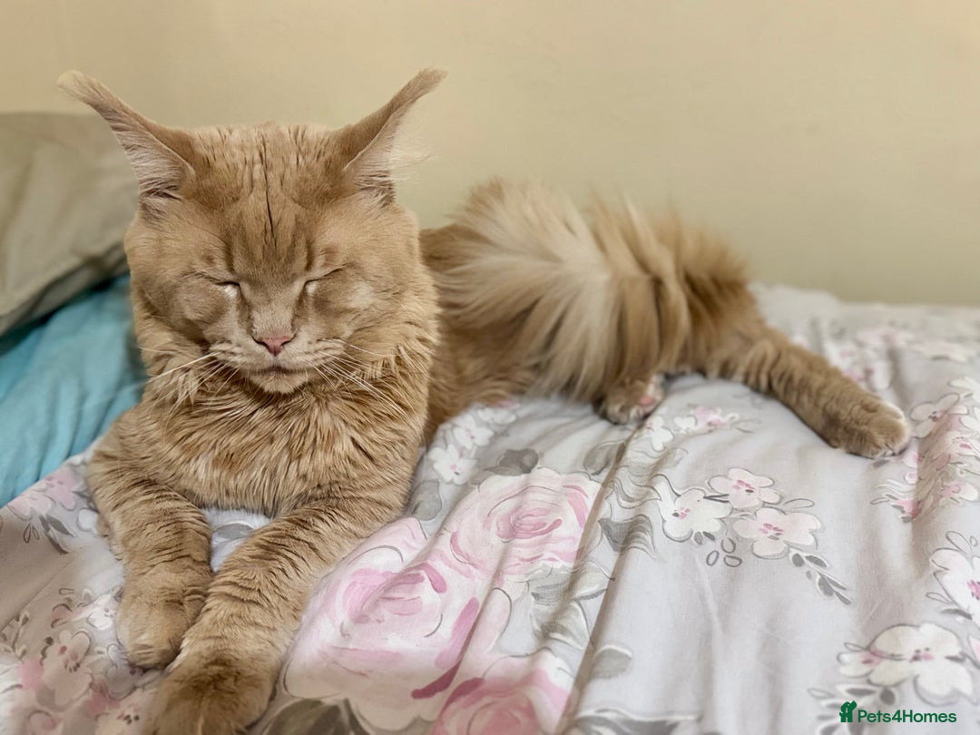 Maine Coon cats for sale: Last Ginger Boy Pure Mainecoon! - Image 19