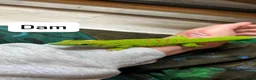 Gecko reptiles for sale: Giant Madagascan Day Gecko baby - Advert 5