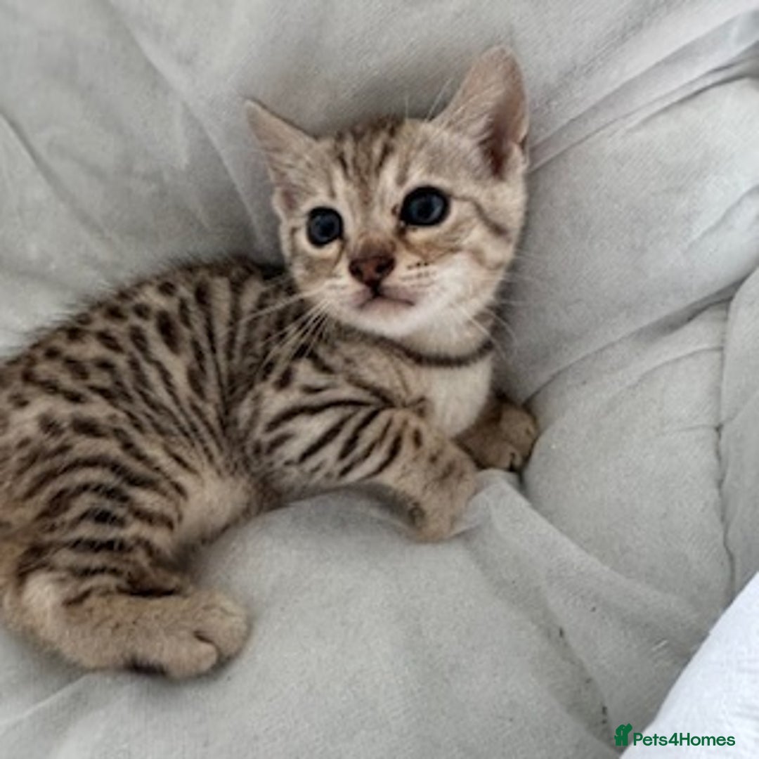 Bengal cats for sale: Gorgeous Bengal Babies - Image 4