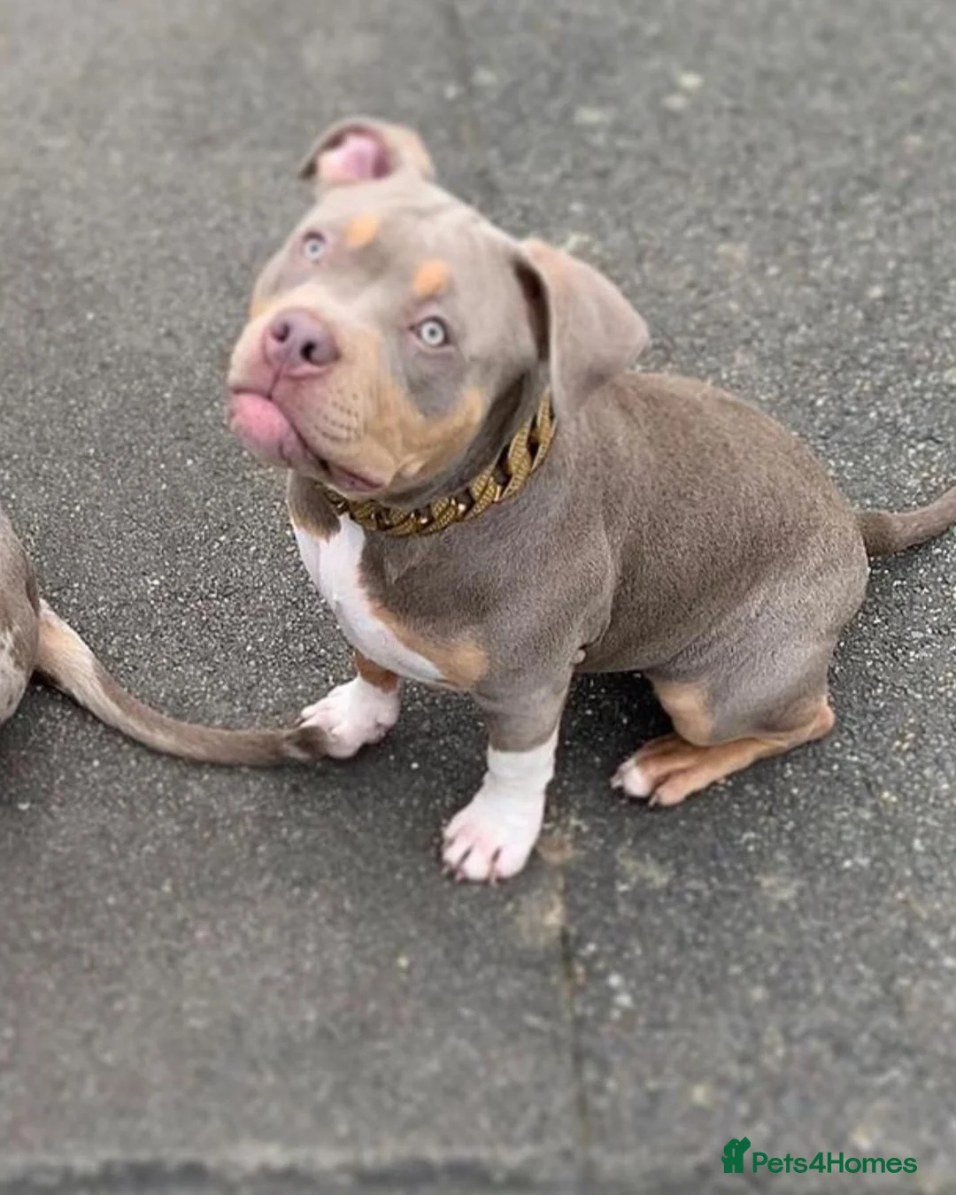 American Bully dogs for stud: Proven lilac tri abkc American pocket bully stud in Trowbridge - Advert 9