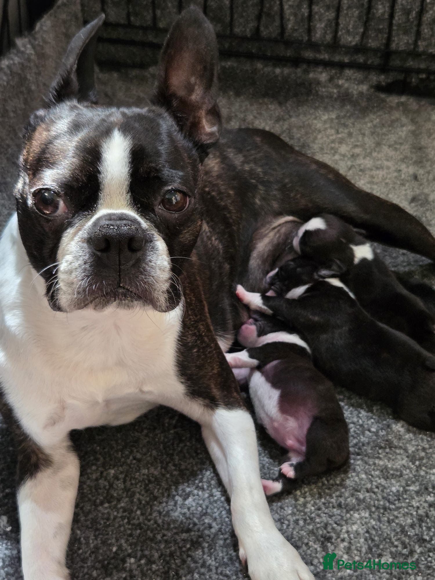 Boston Terrier dogs Gorgeous 12 weeks old Boston terrier girl  - Advert 14