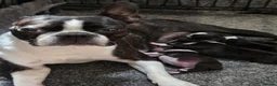 Boston Terrier dogs for sale: Gorgeous 12 weeks old Boston terrier girl  - Advert 1