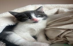 Mixed Breed cats for sale: Female Russian blue and British shorthair mix  - Image 13