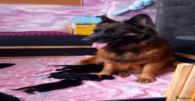 German Shepherd dogs - Advert 13
