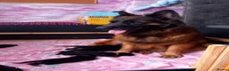 German Shepherd dogs for sale: Excellent Long-Haired German Shepherd Puppies-KC - Advert 2