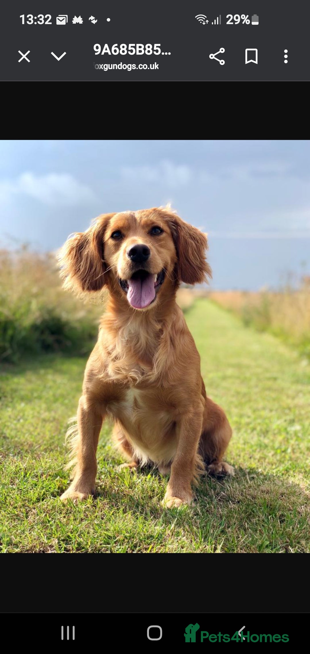 Cocker Spaniel dogs for sale: KC Registered Working Cocker Spaniel  - Advert 4
