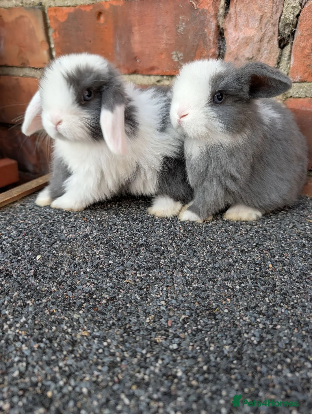 Mini Lop rabbits for sale: Mini lop babies looking for homes  - Advert 2