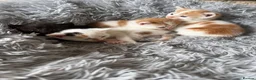 Mixed Breed cats for sale: Gorgeous kittens for sale in Stroud - Advert 16