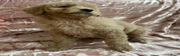 Goldendoodle dogs for sale: Beautiful doodles looking for forever homes - Advert 26