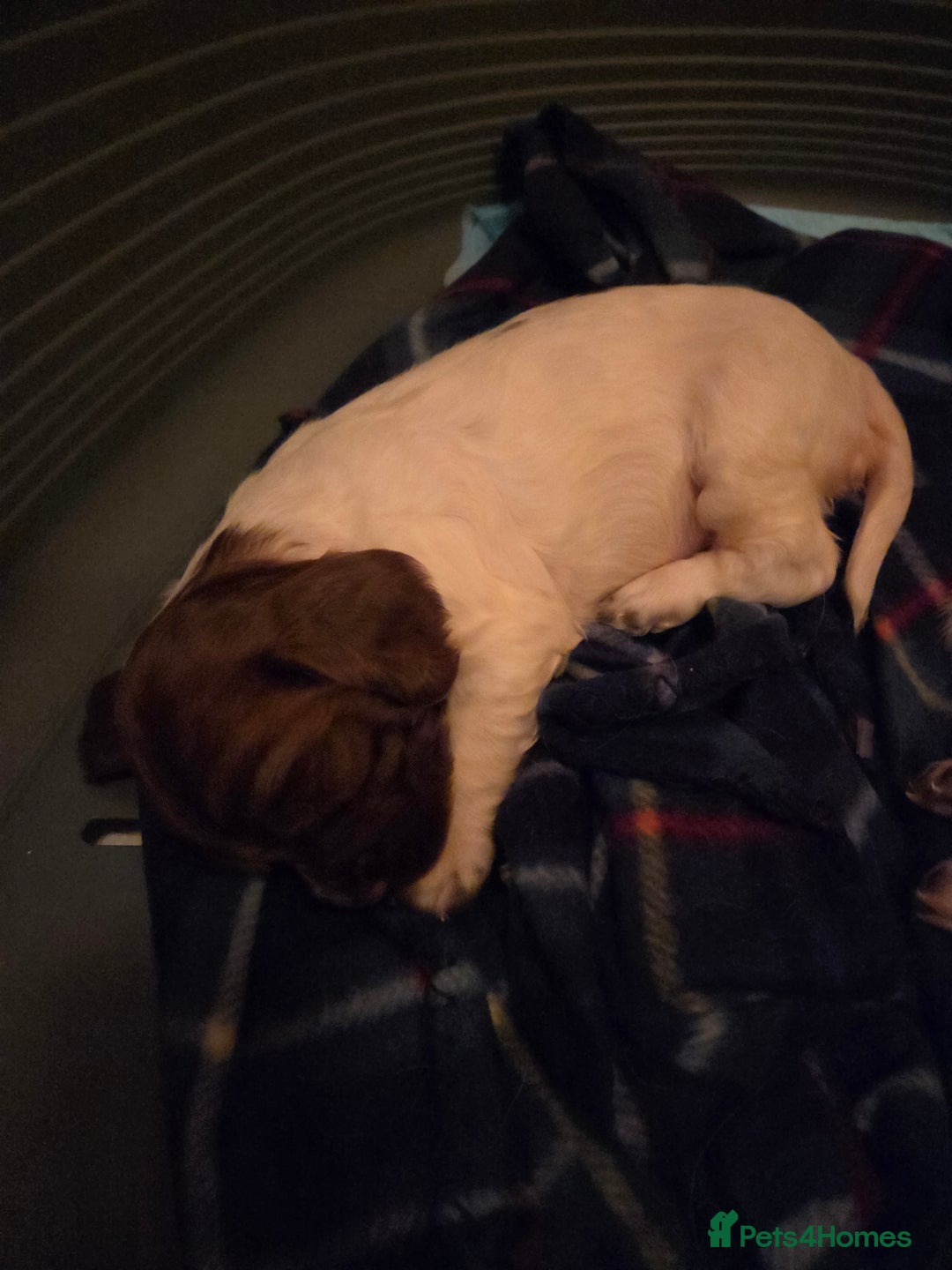 English Springer Spaniel dogs for sale: English Springer Spaniel Girl Puppies - Advert 5