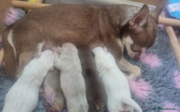 Chihuahua dogs for sale: Gorgeous Smooth coat KC registered chihuahuas - Image 12
