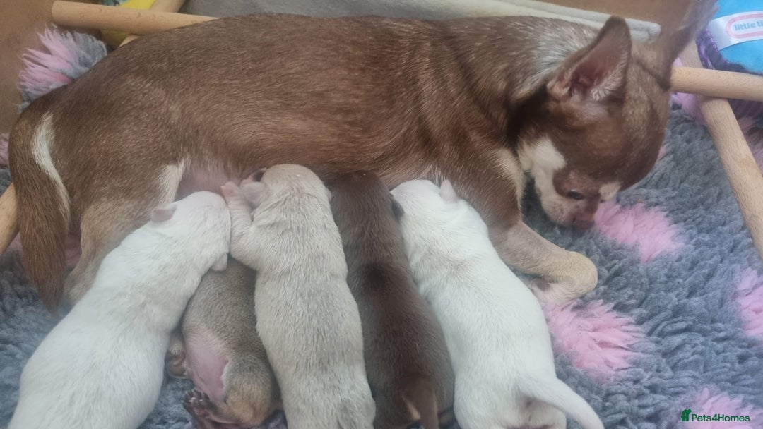 Chihuahua dogs for sale: Gorgeous Smooth coat KC registered chihuahuas - Image 12